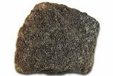 Fossil Tyrannosaur (T rex) Bone Section - Wyoming #328700-1